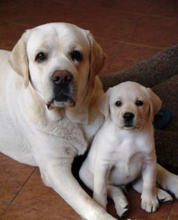  regalo cuccioli di labrador disponibili per l'adozione