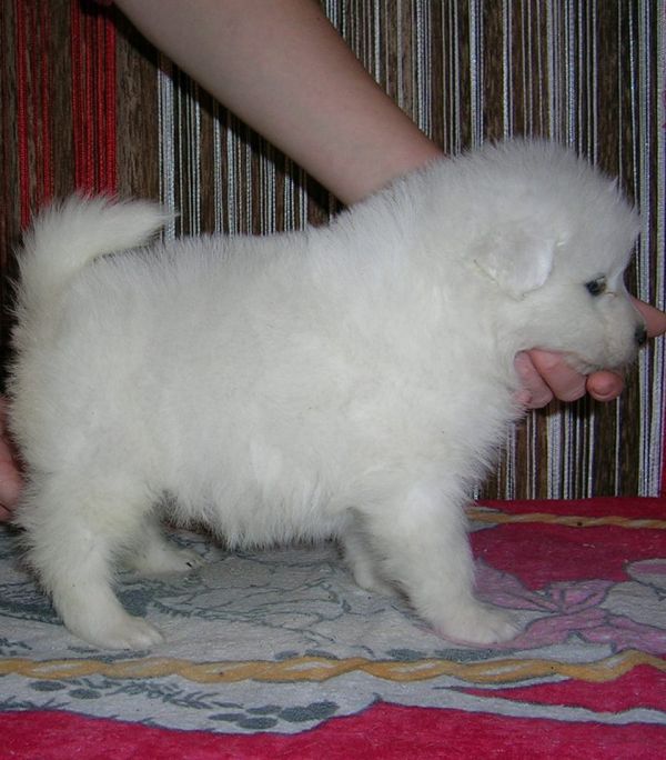  cuccioli di samoiedo per adozione ( maschio e femmina )