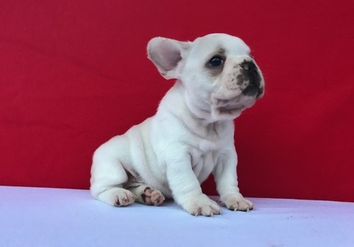  cuccioli di Bulldog Francese  ( Gratis )