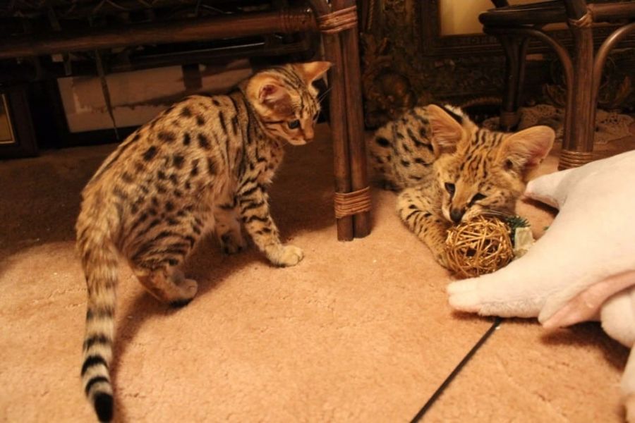 Molto bella e sani gattini Savannah  per adozione maschi e femmine disponibili (gratis)