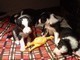 Cuccioli di Border Collie Maschietti e Femminucce.