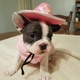Bellissime Cuccioli di bulldog francese