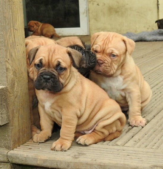 Regalo Cuccioli di dogue de bordeaux