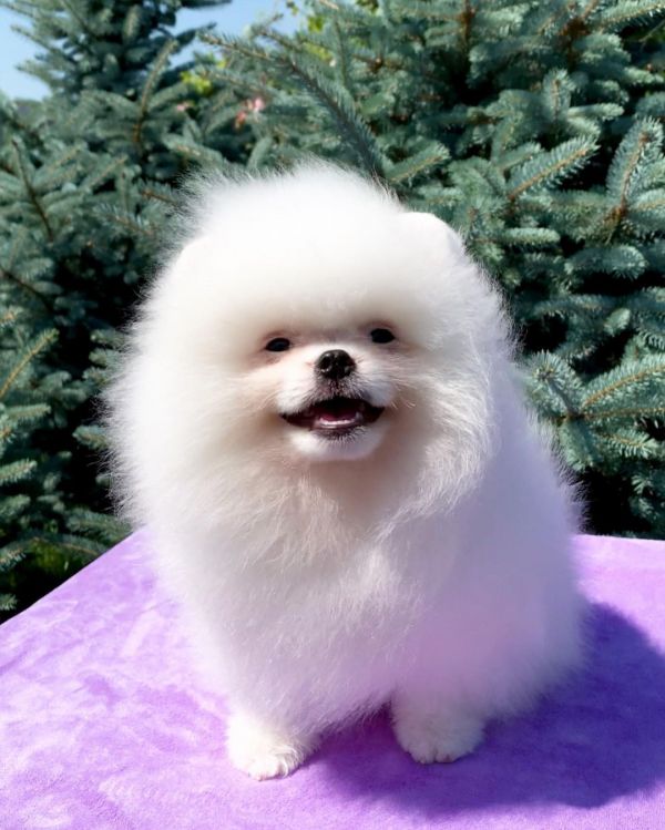 Regalo cuccioli di spitz di pomerania