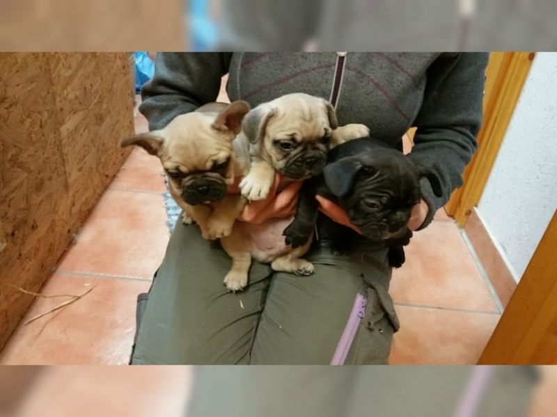  cuccioli di Bulldog Francese ( per regalo )