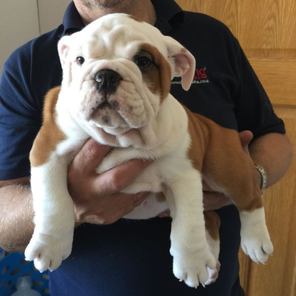Bella Bulldog inglese cuccioli