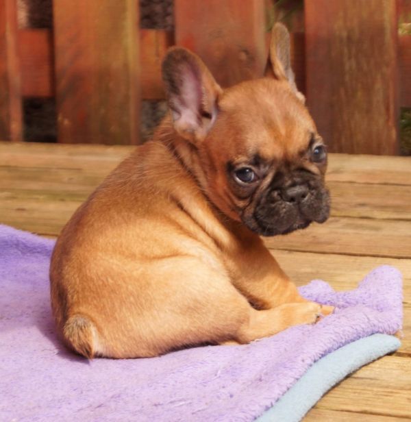 Adorabili cuccioli di Bulldog Francese femminucce e maschietti disponibili per l'adozione gratuita