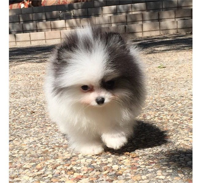Regalo Volpini cuccioli di pomerania Piccoli