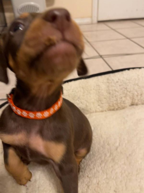  Regalo cuccioli di doberman disponibili.