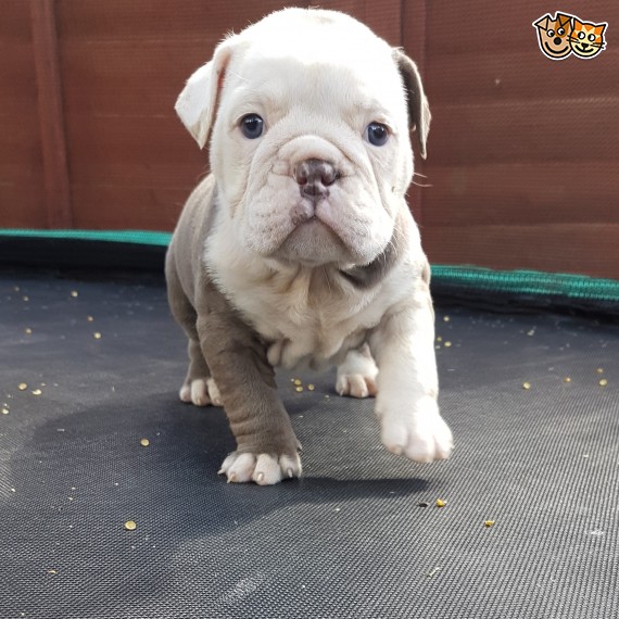 Regalo Bulldog inglese cuccioli disponibili
