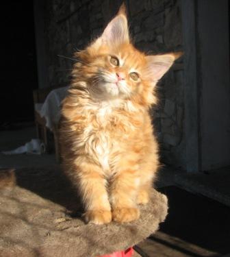 Adorabili cuccioli di maine coon gattini femminucce e maschietti disponibili per l'adozione 