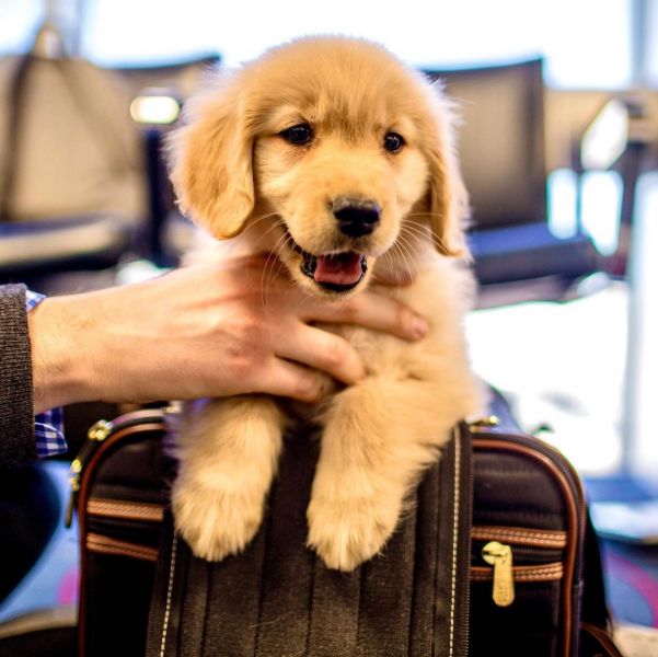 Regalo Cuccioli golden retriever ....