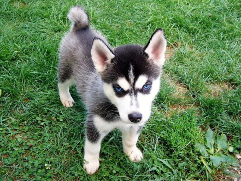  cuccioli di Sibarian husky  ( per regalo )