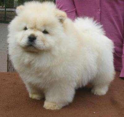 Adorabili cuccioli di chow chow femminucce e maschietti disponibili 