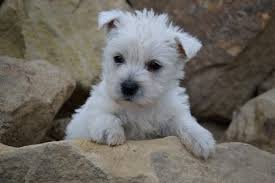 Adorabili cuccioli di west highland femminucce e maschietti disponibili per l'adozione cuccioli sono