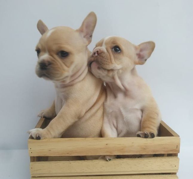 Regalo Bulldog Francese cucciolata