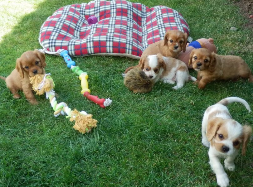 Regalo cavalier king cuccioli meravigliosi !  nati in casa da nostri esemplari ipertipici carattere 