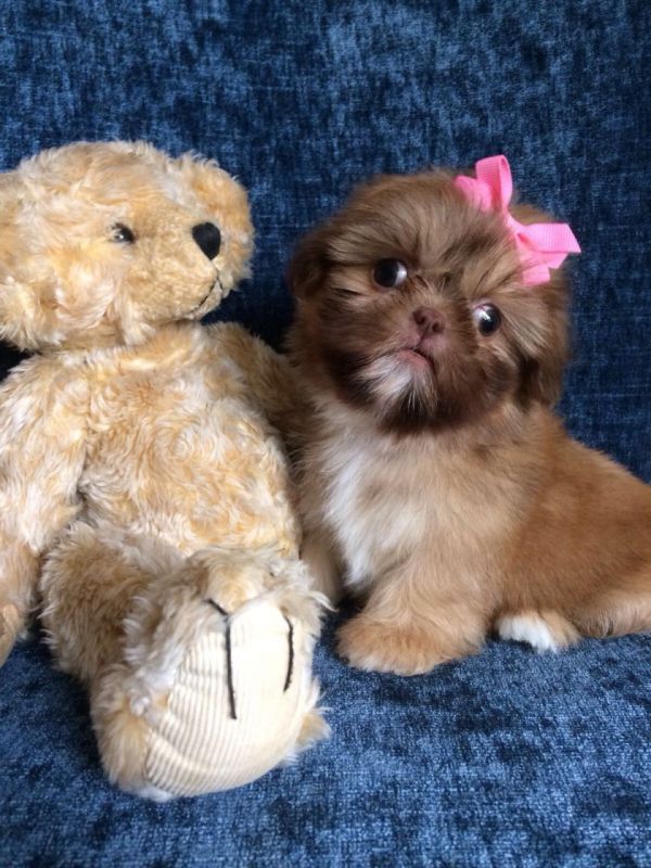 Regalo Cuccioli di Shih Tzu  in pronta consegna i cuccioli verranno Dato dopo 90 giorni dalla nascit