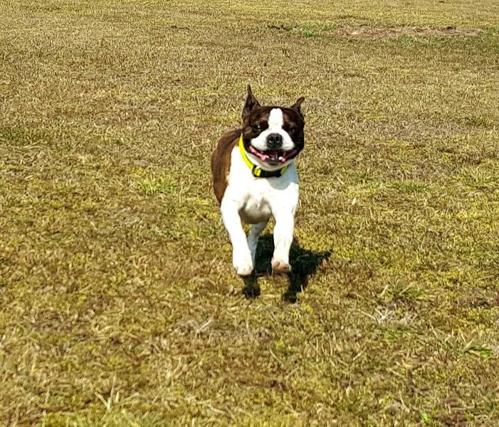  Molto bella e sani  cuccioli di boston terrier   per adozione maschi e femmine disponibili (gratis)