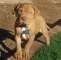 Cuccioli di Mastino Napoletano maschi e femmine disponibili  cuccioli di Mastino Napoletano maschi e