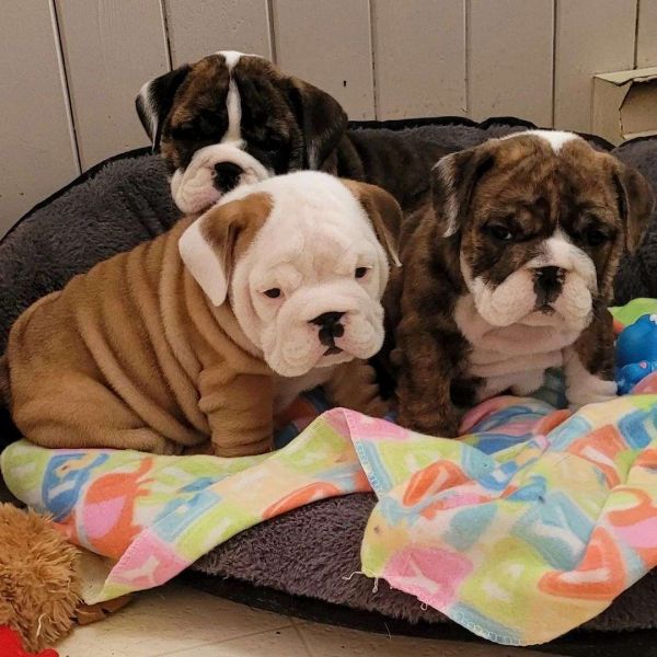 Regalo Cuccioli Bulldog Inglese