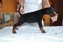 Disponibile cucciolo di Dobermann  Disponibile cucciolo di Dobermann