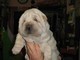 Disponibile Cuccioli di Shar Pei maschio e femmina  Disponibile Cuccioli di Shar Pei maschio e femmi