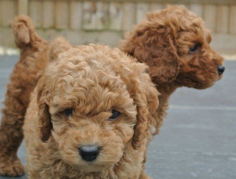 Regalo abbiamo cuccioli di barboncino 