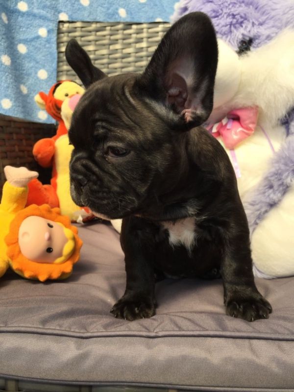REGALO Bulldog francese blu bianco femmina e maschio