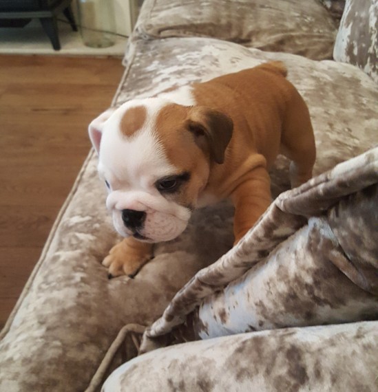 Regalo Bulldog inglese cuccioli disponibili