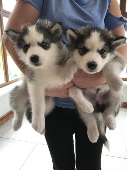 Regalo cuccioli Siberian Husky Maschio e Femmina Abbiamo disponibili