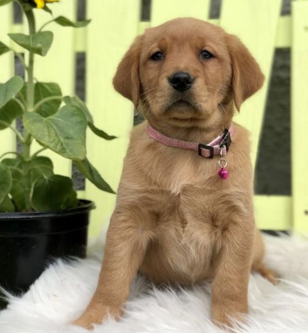 Regalo Labrador