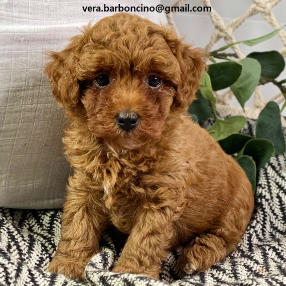 Cuccioli di barboncino nano disponibili