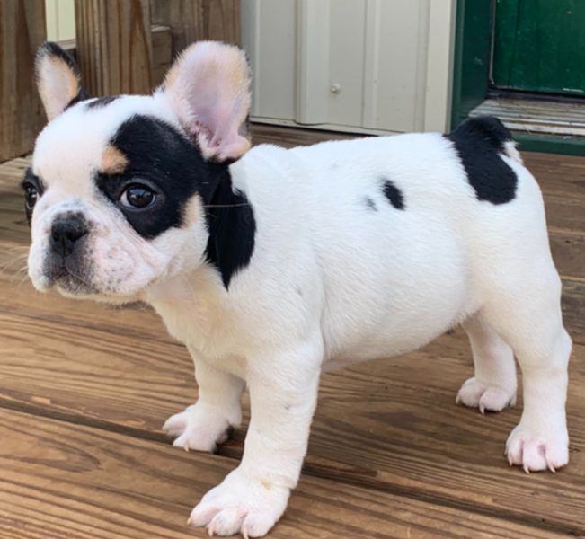 Adorabili cuccioli di Bulldog francese disponibili