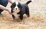 Cuccioli di Bovaro del Bernese