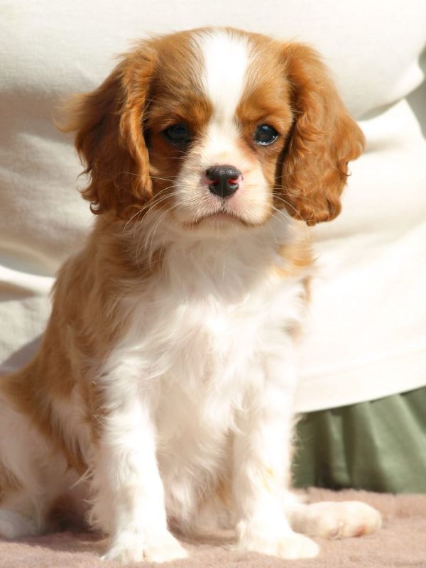 Cuccioli di cavalier king  ( per regalo )