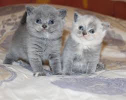 Bellissimi cuccioli di British Shorthair (regalo)