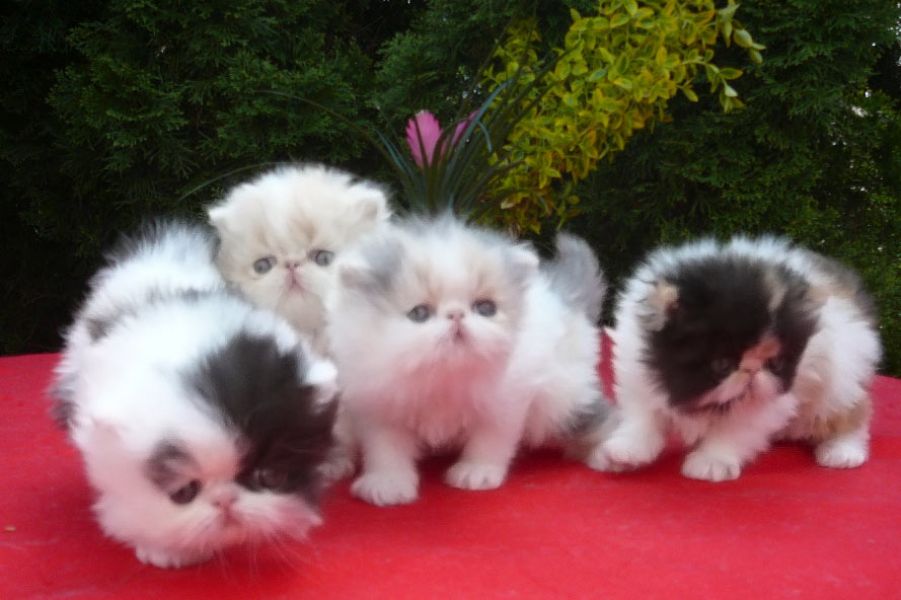 Adorabili gattini persiani