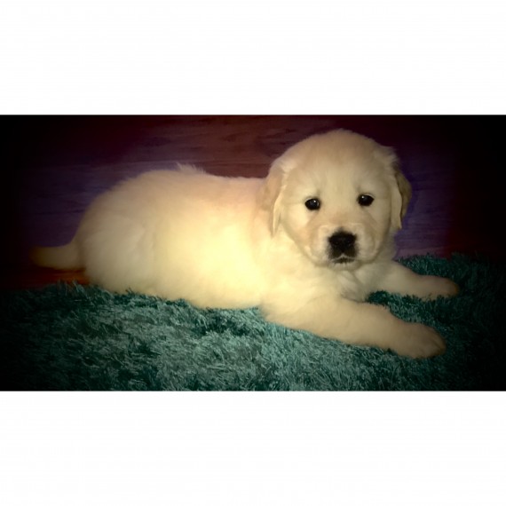  REGALO Golden retriver cuccioli