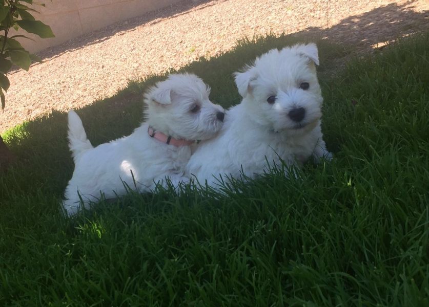 Cuccioli di West highland ( per regalo )