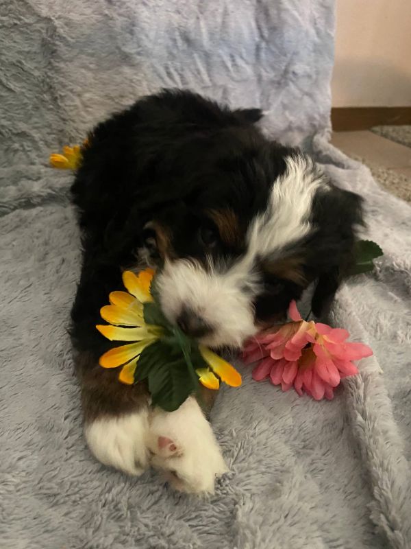 Disponibili cuccioli di Bernedoodle in miniatura  E-MAIL (marieiris783@gmail.com)