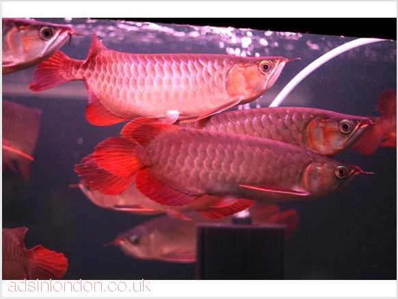 Dolce acquario tropicale per pesci Arowana qualit�   Abbiamo qualit� pesci rossi e Super acqua dolce