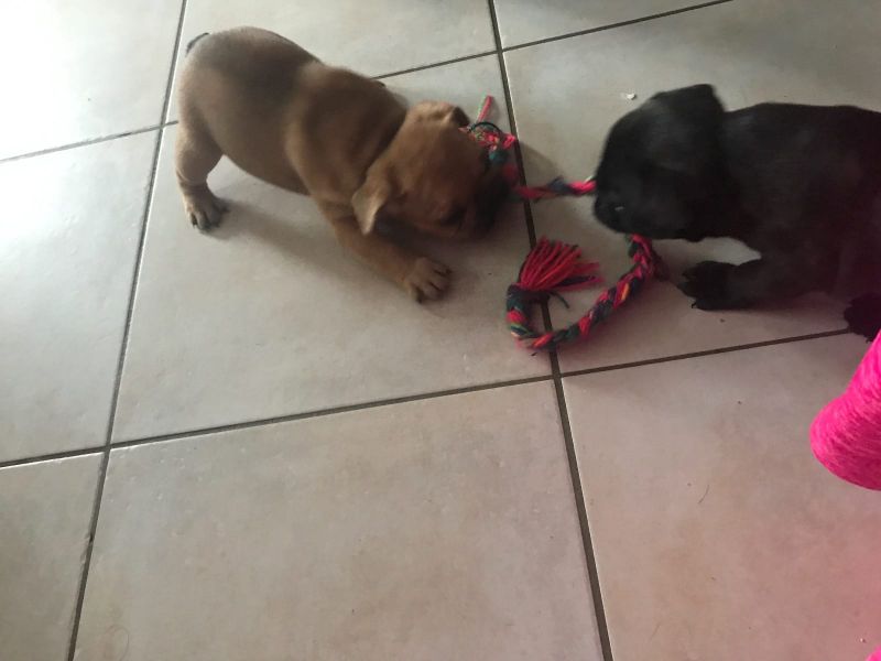 Cuccioli di razza bulldog francese per adozione 