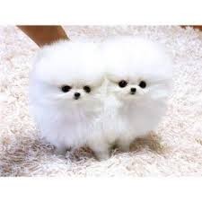 Pomerania adorabile 1 ragazzo e 3 ragazze
