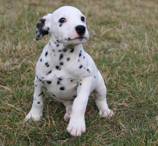 Dalmata cuccioli introvabili cuccioli di Dalmata albicoca intelligenti e dolcissimi attaccati al pad