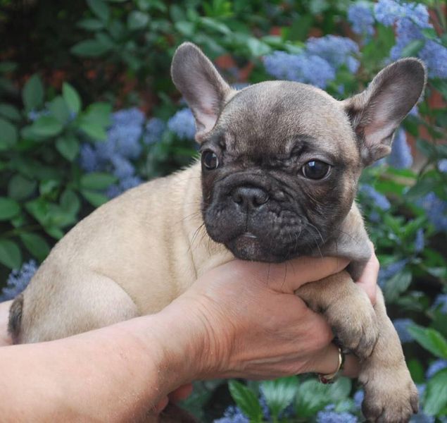  cuccioli di Bulldog Francese  ( Gratis )