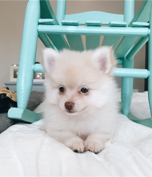 Offriamo ottimi cuccioli di Volpino di Pomerania 2 Maschietti e 1 Femminucce, 