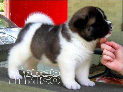 ~~~bellissimi cuccioli di akita inu REGALO.  bellissimi cuccioli di akita inu di circa 3 mesi con is