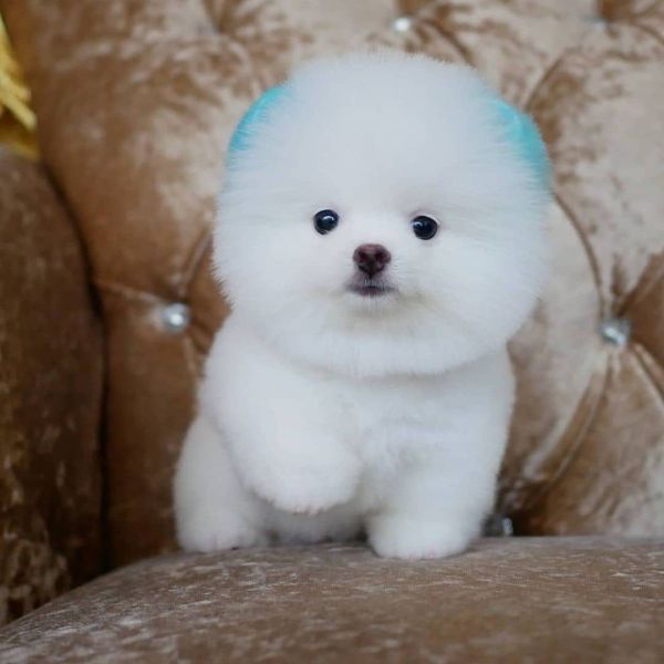 Regalo cuccioli di spitz di pomerania