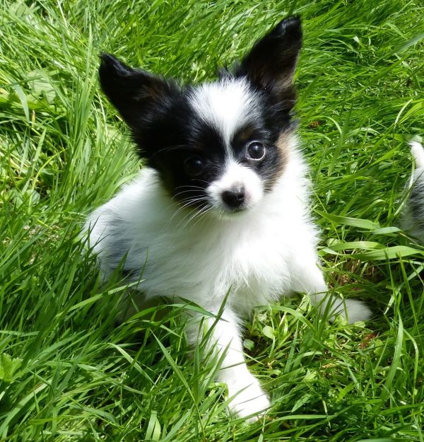 Cuccioli di papillon  ( per regalo )